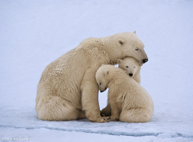 A jegesmedve szőrének csodálatos tulajdonságai vannak