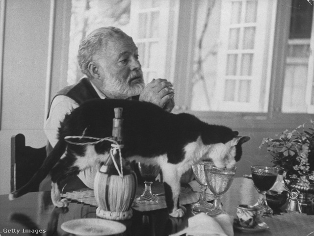Hemingway szívét a macskák olvasztották meg