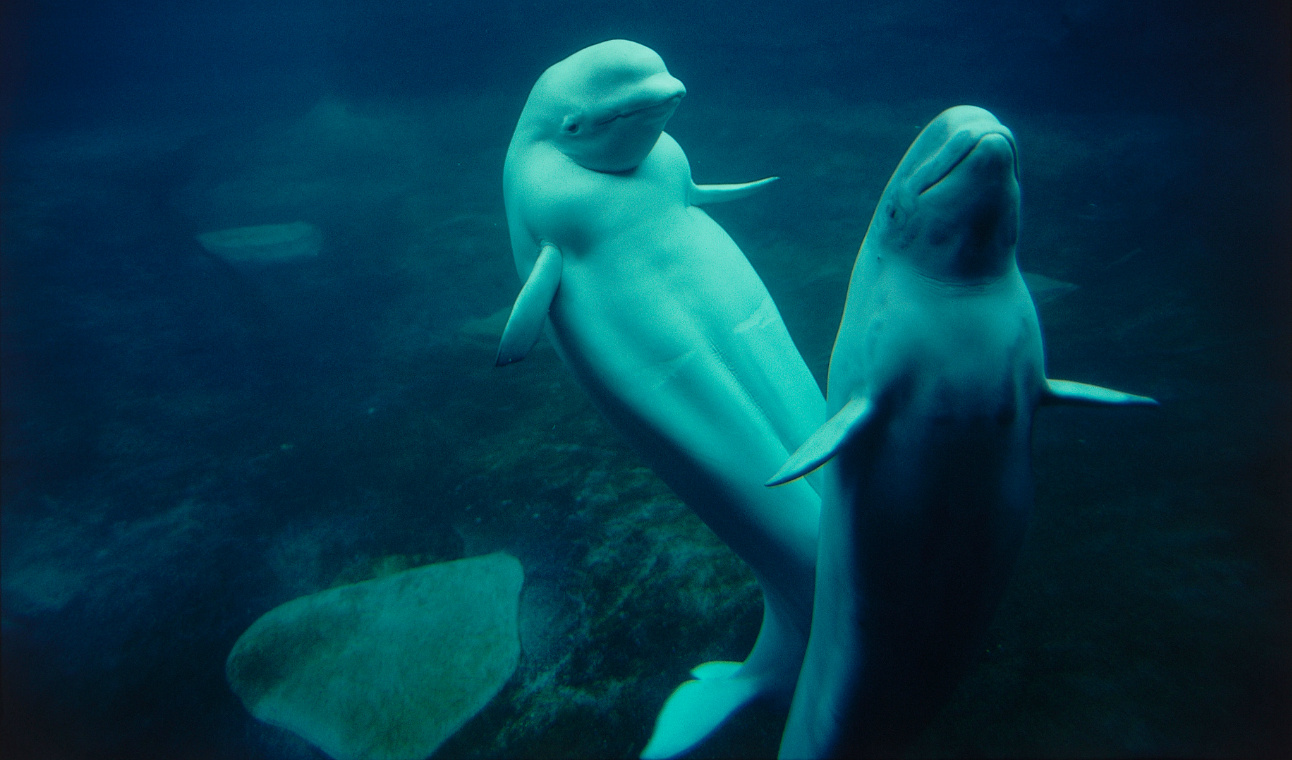 К какой группе океана относится белуха. Кит Белуха. Полярный Дельфин Белуха. Дельфин Белуха Русалка. Белуха Северная.