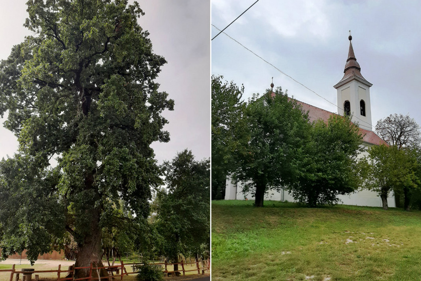 Öreg tölgyfa, református templom.