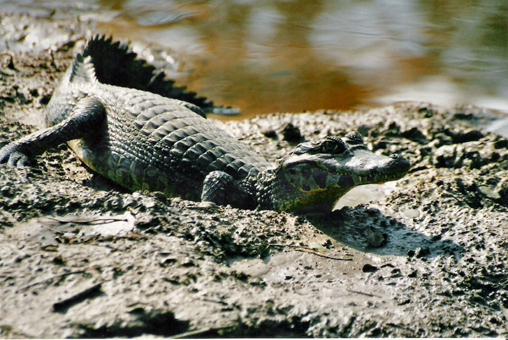 Caiman yacare