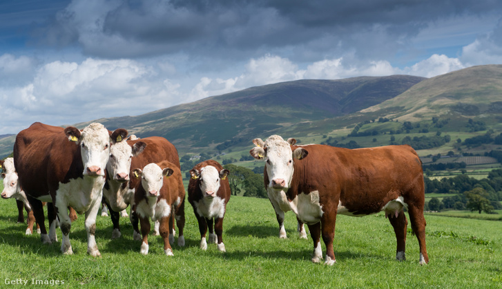 Szabad tartású marhák Angliában