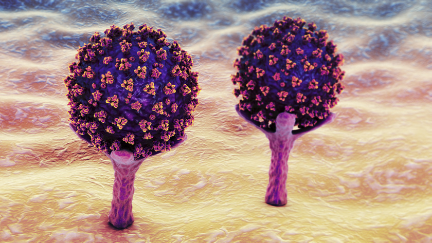 A sejtek ACE2 receptoraihoz kötődő SARS-CoV-2 vírusok.