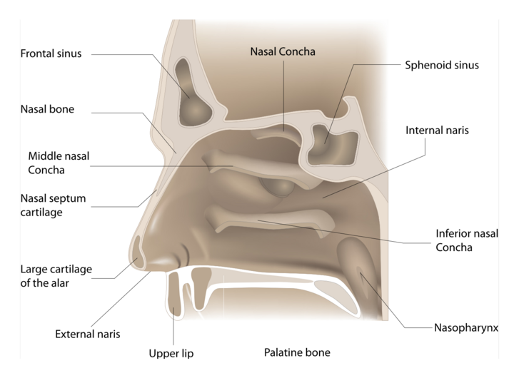 Az orrüreg hosszmetszeti képe, melyen négyből két ormelléküreg (frontal sinus = homloküreg, sphenoid sinus = ékcsonti üreg) jól látható.