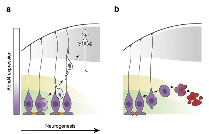 Sematikus rajz a normálisan és a rendellenesen leváló sejtekről. A grafikonokon-ábrákon a neurogenezis (idegsejtfejlődés) és az egyre halványuló (csökkenő) abhd4 fehérjetermelés összefüggése látható. a) normális idegrendszeri fejlődés során a radiális glia progenitor sejtek osztódásait követően az új sejtek leválnak az agykamra faláról, nyúlványaikkal felkapaszkodnak és a kortikális lemezre vándorolnak. b) hibás osztódások és patológiás sérülések esetén (pl. magzati alkoholszindróma) a nyúlványok károsodnak és az idegsejtek leválása kóros módon történik meg. Itt központi szerepe van az ABDH4 fehérjének, aminek termelődése ekkor nem áll le és képes sejtelhalást (apoptózist) indukálni. Ez rendkívül fontos, mert megakadályozza a kóros sejtek felszaporodását. narancssárga jelek: kezdeti sejtkapcsolatok a radiális glia progenitor őssejtek között. zöld: agykamrai zóna. sárga: agykamra alatti terület. szürke: agykérgi lemez