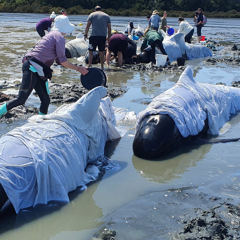 Állatvédők és önkéntesek segítettek a partra vetődött emlősöknek