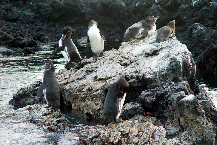Galápagosi pingvinek