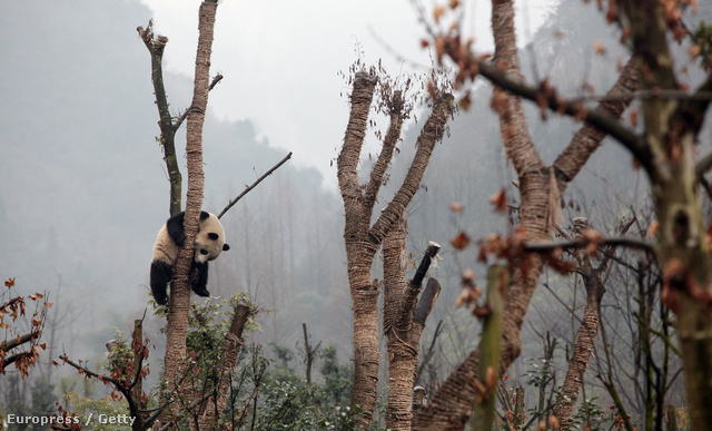 Megváltozott környezethez kell alkalmazkodniuk a pandáknak