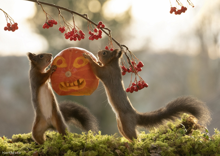 tk3s swns halloween squirrels 003