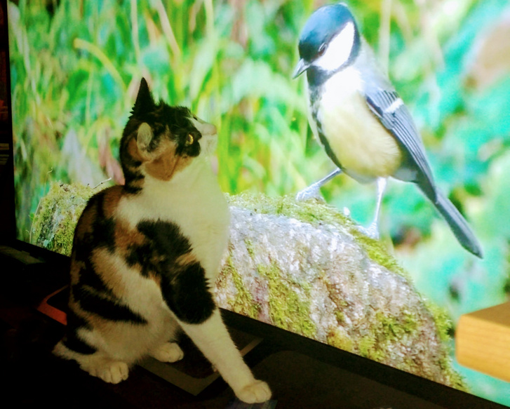 Bella macska első találkozása egy filmsztár madárral. (Fotó: Herpai Gergely)