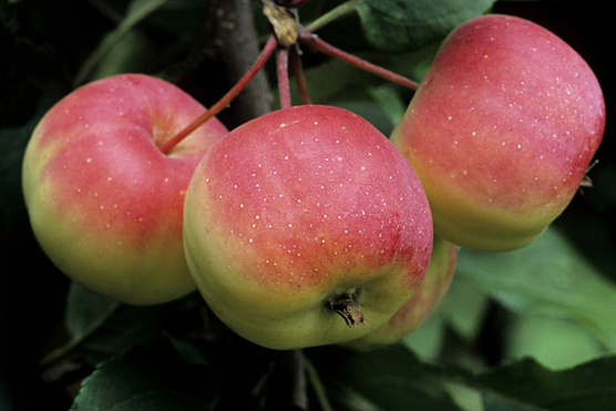 Ha almafát ültetnél a kertben, érdemes ezt választanod.
