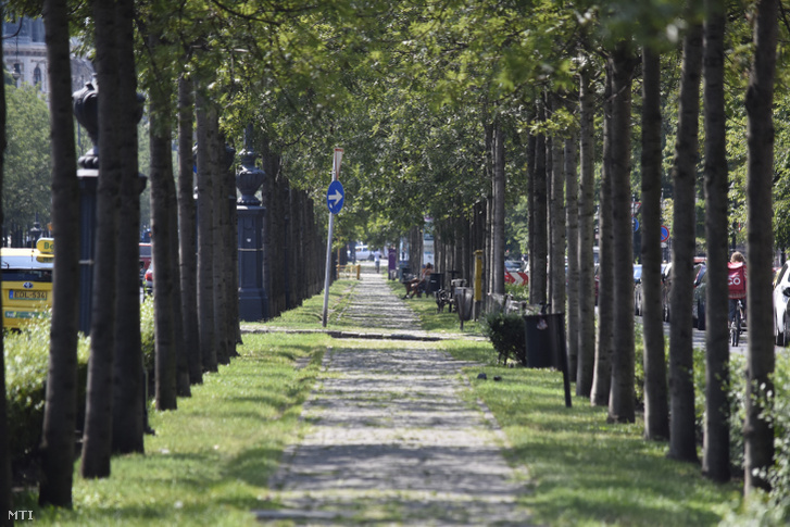 Az Andrássy út fasora a Hősök tere felől a Rippl Rónai utca felé 2020. augusztus 10-én