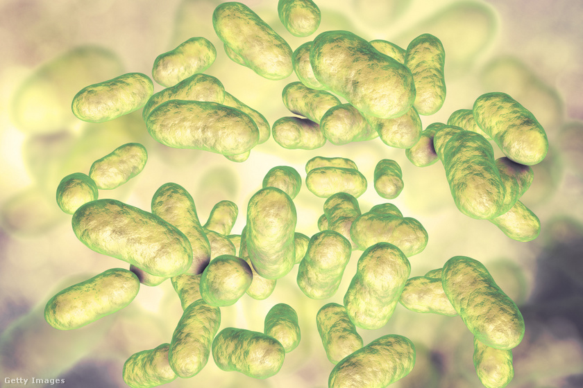 Fogyókúra probiotikumokkal – Hogyan segítenek a baktériumok?