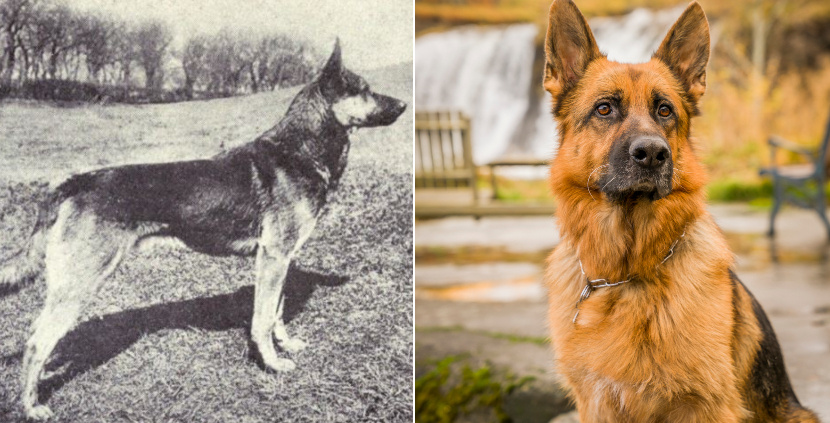 Border Collie német juhászkeverék - a világ legjobb családi kutyája?