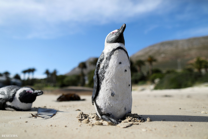 Szabadon engedett pingvin Seaforth Beachen 2020. november 3-án