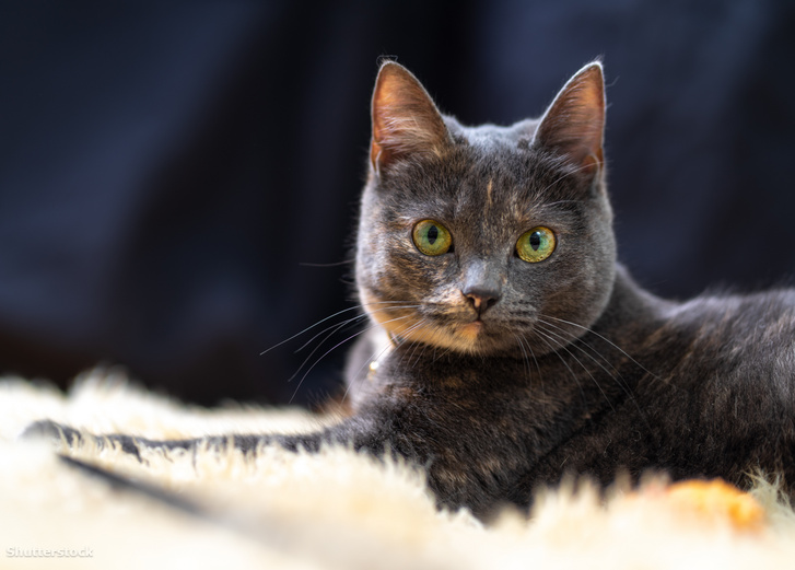 Képünk illusztráció!