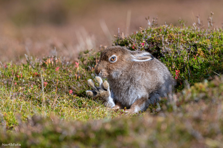 tk3s sn hare faces 02