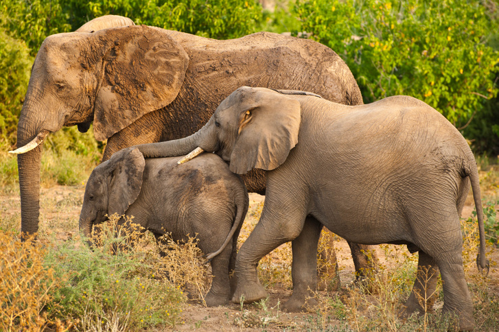 Botswanai elefántok