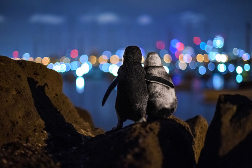 Tobias Baumgaertner elragadó képén két megözvegyült pingvin látható, ahogy együtt csodálják a Melbourne-i öböl fényeit.