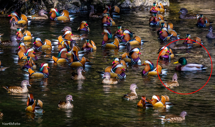 tk3s sn colourful ducks 06