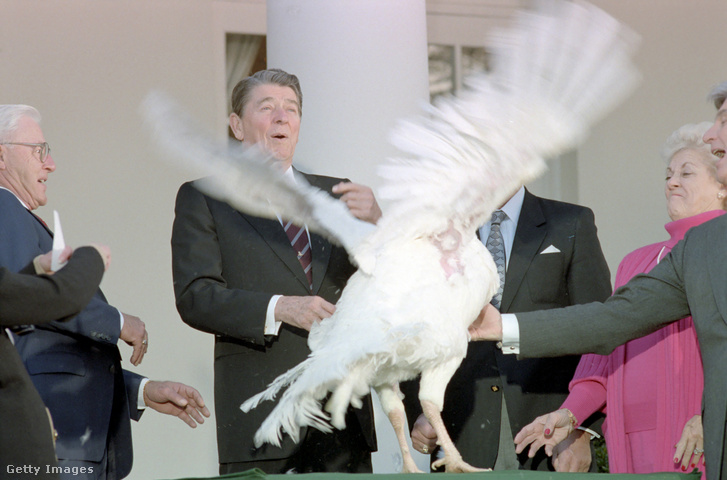 Ronald Reagan ugrik hátra a szárnyait próbálgató hálaadás pulykától 1987. november 23-án