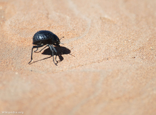 Namíbiai páragyűjtő bogár