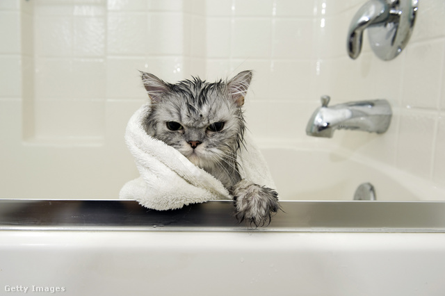 Egy átlagos macska fürdetés után