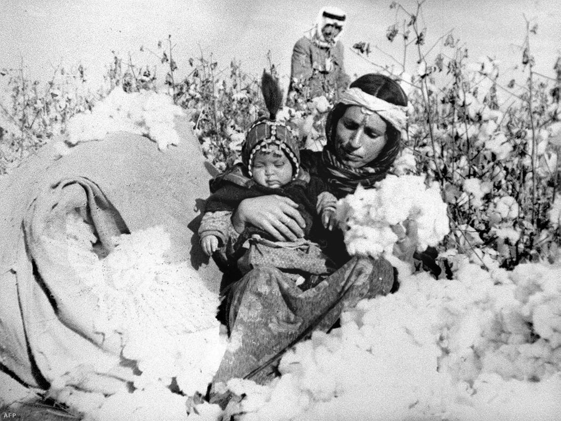 Gyapotszedők Szíriában 1954-ben