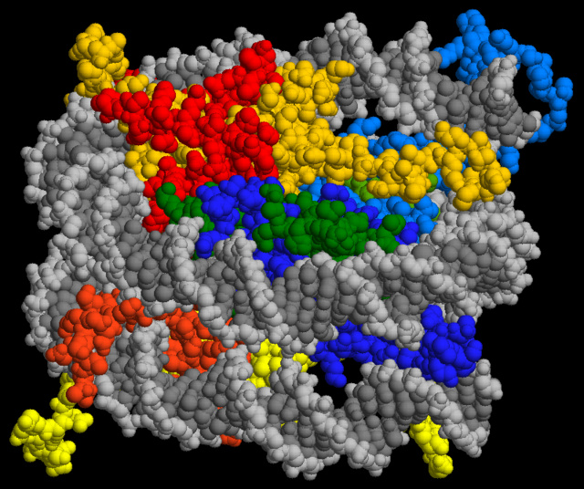 A színes részek különböző hiszton fehérjék, ezekre csavarodik a szürkével jelölt DNS - ez a szerkezet a nukleoszóma