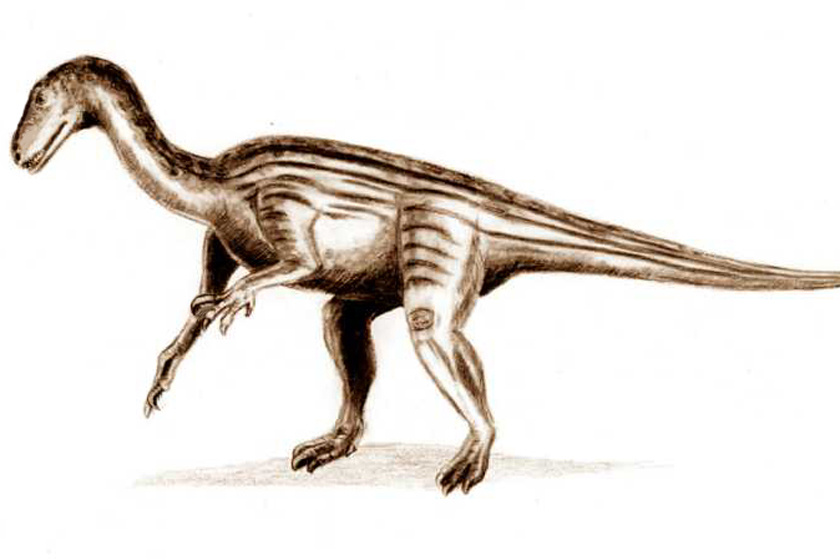 A Thecodontosaurus rajza.