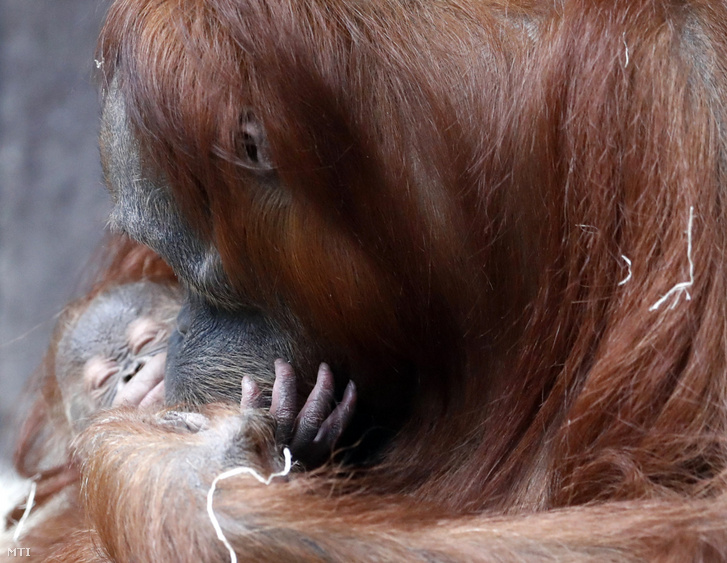 Kawi, az egy hónapos szumátrai orangutánkölyök anyjával, Mawarral a Prágai Állatkertben 2020. december 15-én