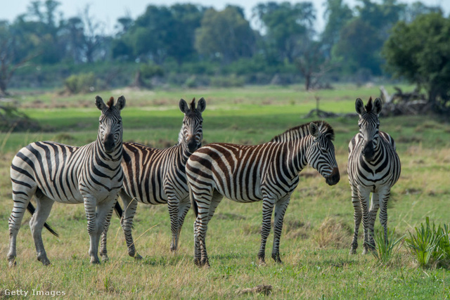 A zebrák három faját a csíkjaik mintázata különbözteti meg. Afrikában három zebrafaj – és számos alfaj – él, melyek közül a legelterjedtebb az alföldi zebra.