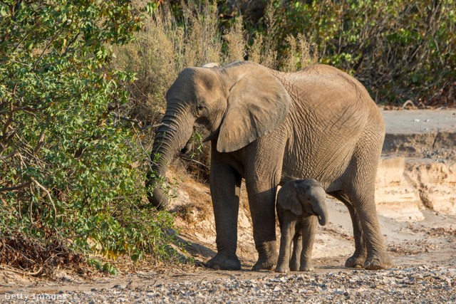 A felnőtt elefántot az orvvadászokon kívül semmi sem fenyegeti, a borjak viszont magukra maradva könnyű zsákmányai a nagy ragadozóknak.
