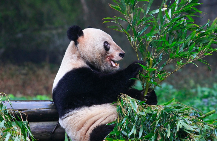 Emberéletben mérve Xingxing 110 évet élt