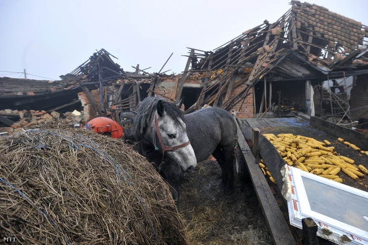 Ló áll egy összedõlt ház romjai elõtt a horvátországi Majske Poljane faluban