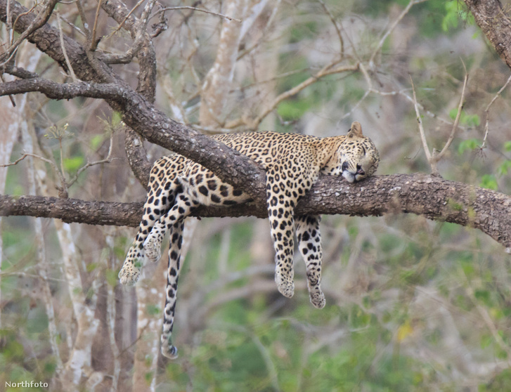 tk3s sn leopard snoozes tree 04