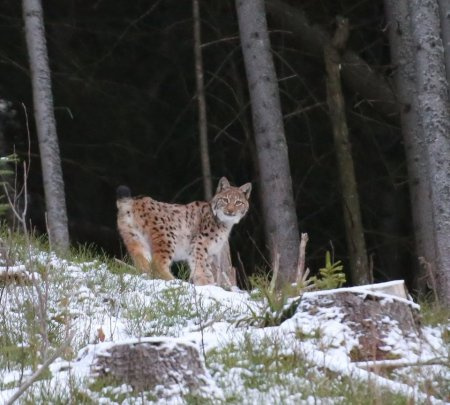 A képet Miron Mareckom készítette és tette közé közösségi oldalán.