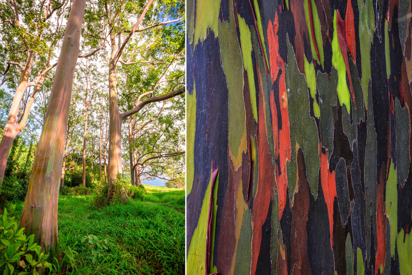 A szivárvány eukaliptusz - Eucalyptus deglupta - az egyetlen esőerdei eukaliptusz, a Fülöp-szigeteken, Pápua Új-Guineában és Indonéziában honos. Színeit annak köszönheti, hogy folyamatosan váltja a kérgét, melynek előbukkanó rétegei az öregedés más-más szakaszában járnak.