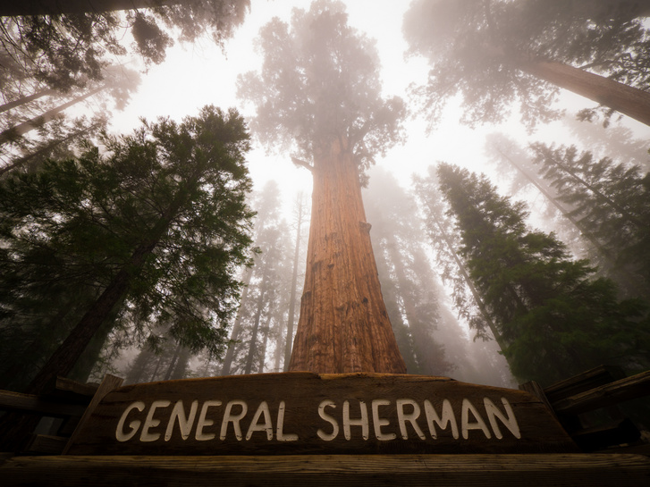 A legterjedelmesebb fa, Sherman tábornok fája.