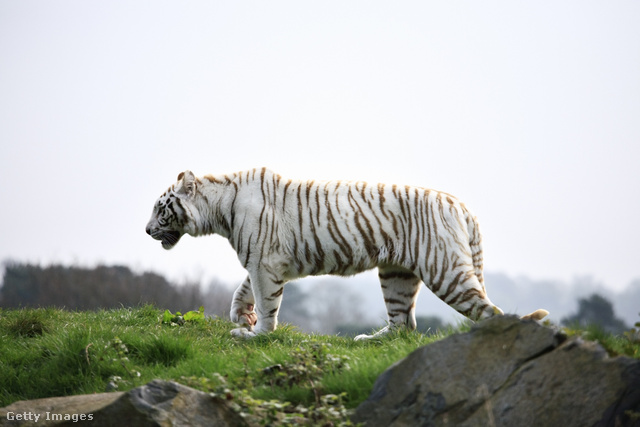 Két narancssárga tigrisnek is születhet fehér kölyke, ha a felmenők között volt fehér tigris