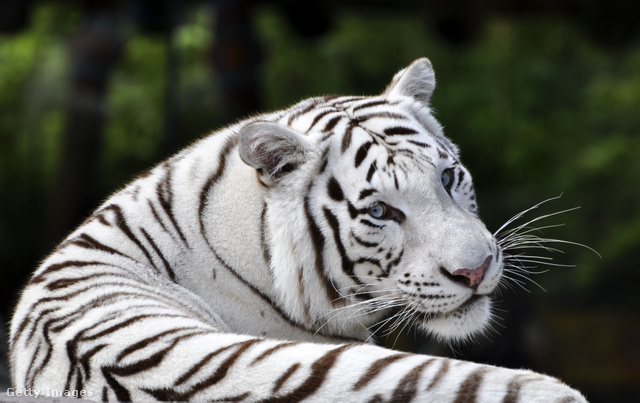 A szabadon élő fehér tigrisek nagyon ritkák