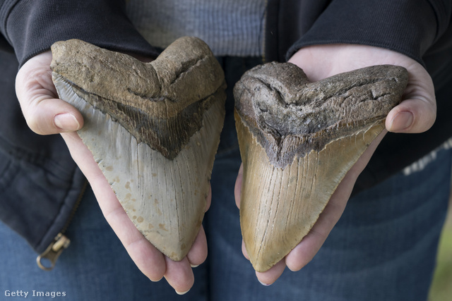 A kutatók a megalodon fogainak tanulmányozásával kerülnek közelebb a hatalmas őslény életének megismeréséhez
