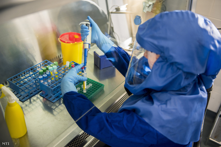 A Pécsi Tudományegyetem Szentágothai János Kutatóközpont virológiai kutatócsoportjának munkatársa nukleinsav kivonást végez egy biztonsági fülkében a központ laboratóriumában Pécsen 2020. április 18-án.