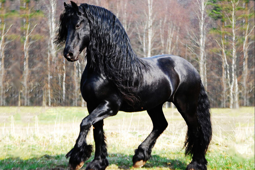 Fríz - a drámai szépségű ló magassága elérheti a 160 cm-t. A fajta a római időkből, a fríz néptől ered, de mára csak neve őrzi ezt: kinézete spanyol, arab és andalúz fajtákkal való kereszteződés útján formálódott.