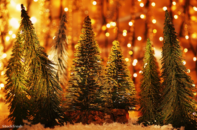 stockfresh 1431177 christmas-tree-forest sizeM