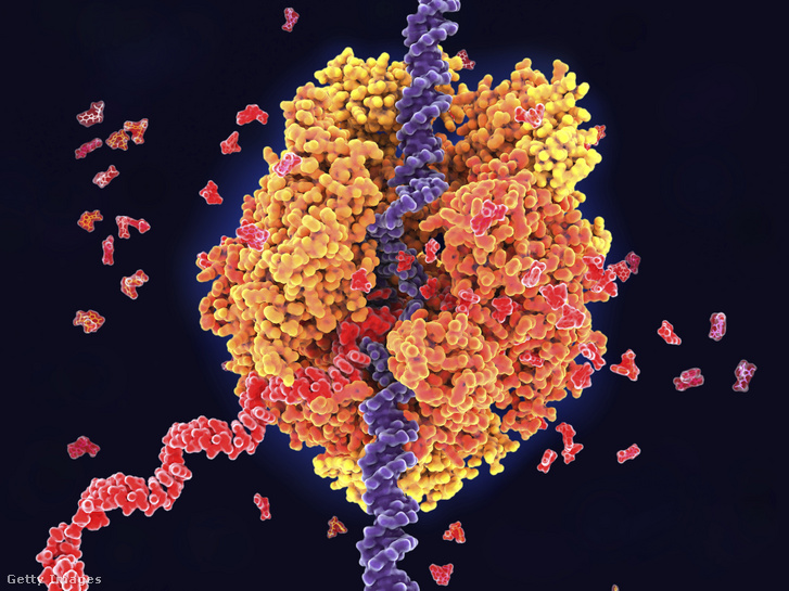 Az RNS polimeráz körülöleli a DNS-t, szébontja azt, miközben egy hírvívő RNS-szakaszba másolja az információt. A hírvívő RNS viszi tovább az információt, és a sejt belsejében ez alapján épül a szükséges fehérje