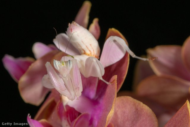 Az orchideamanó a megszólalásig hasonlít a névadójára