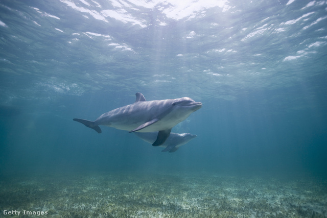 A delfinek képesek a nevükön szólítani egymást
