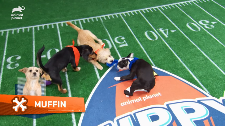 puppy bowl.png