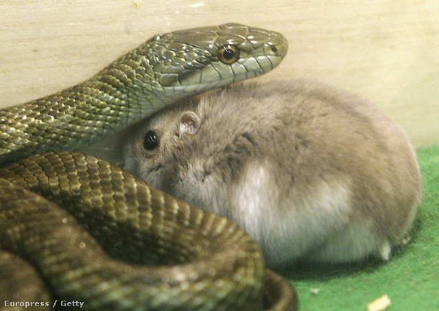 Ahelyett hogy megette volna, összebarátkozott az ebédjének szánt hörcsöggel egy kígyó a tokiói Mucugoro Okoko állatkertben - azóta is békében, közös ketrecben élnek mindenki legnagyobb csodálatára.